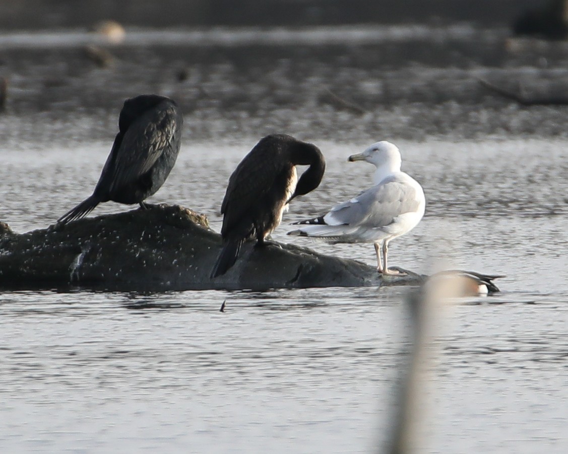 Caspian Gull - ML646419274