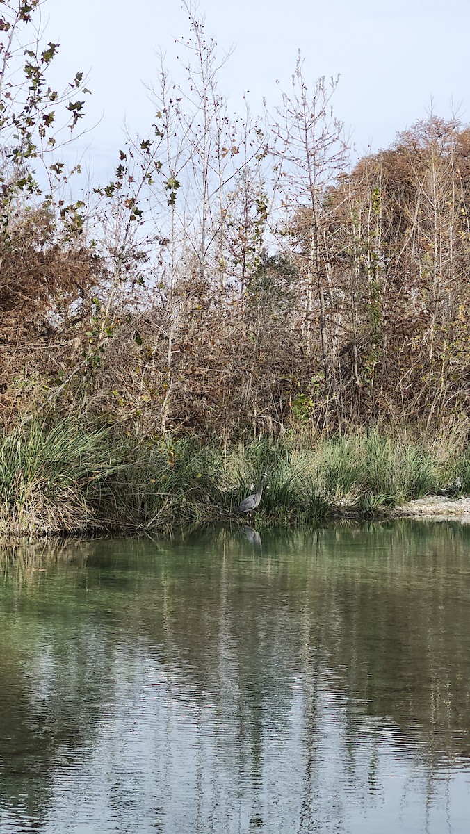 volavka velká - ML646419275