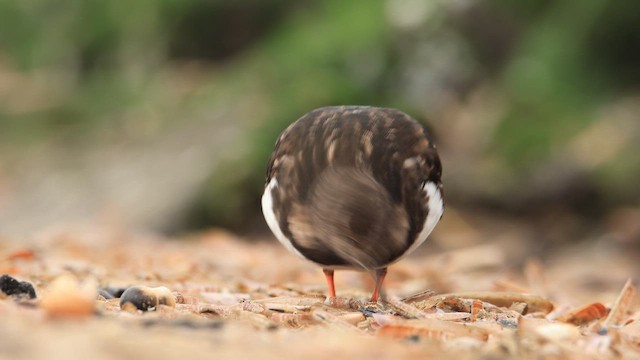 Ruddy Turnstone - ML646419276