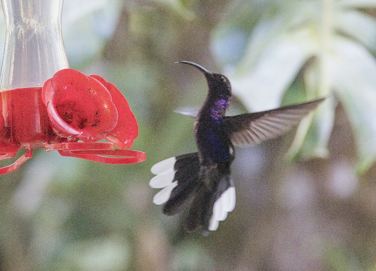 Violet Sabrewing - ML646419278