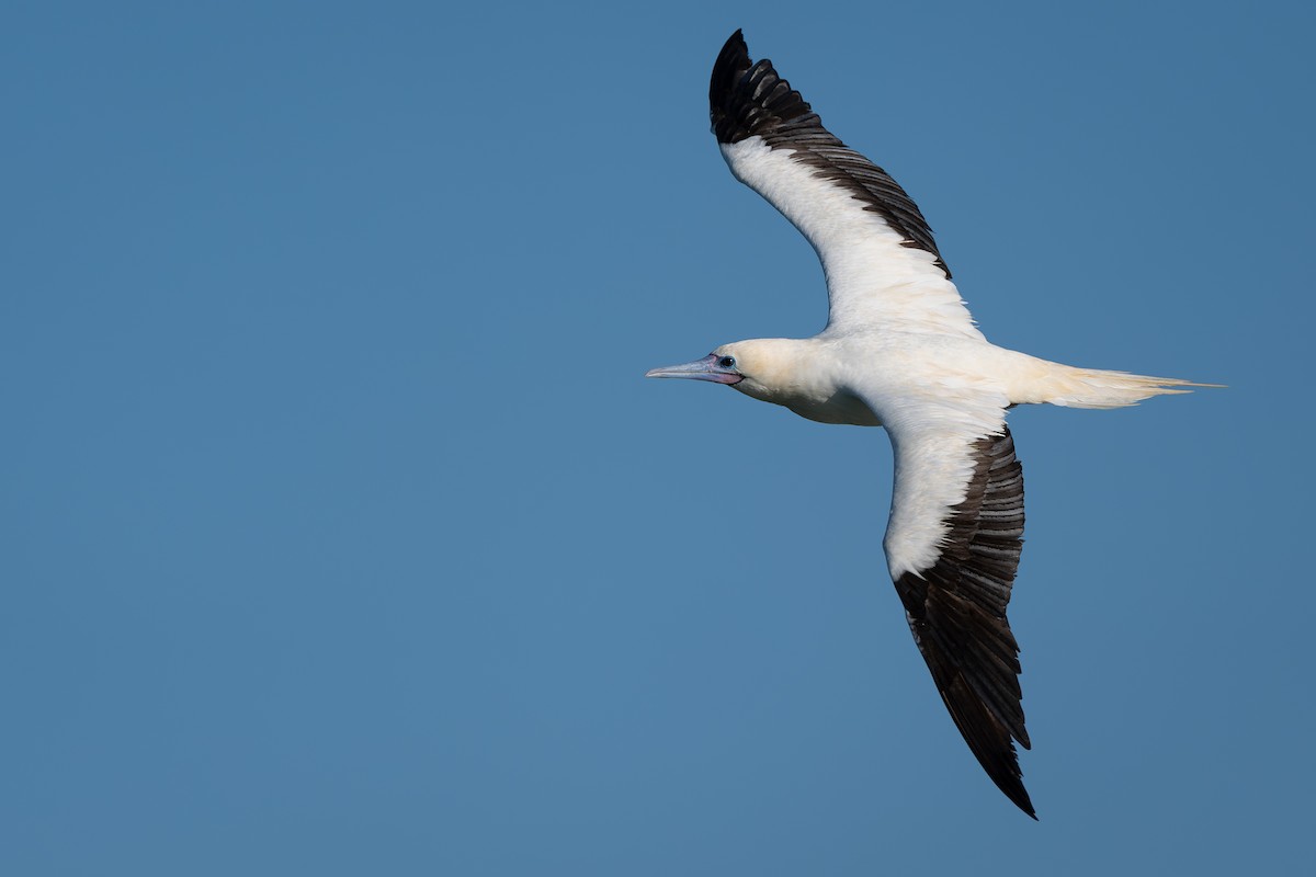 Red-footed Booby (Atlantic) - ML646419279