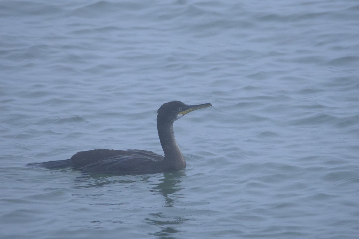 ヨーロッパヒメウ - ML646419280