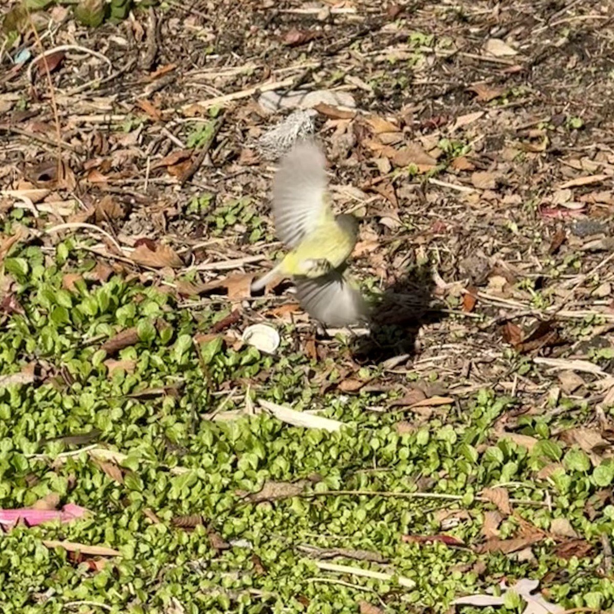 Orange-crowned Warbler - ML646419282