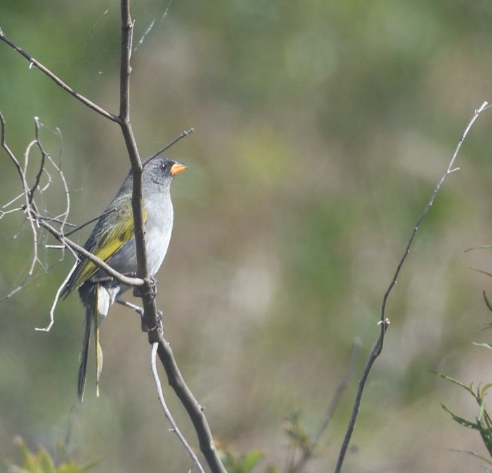 Great Pampa-Finch - ML646419283