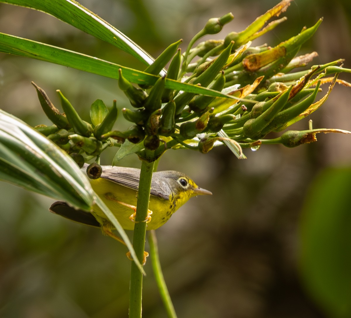 Канадская вильсония - ML646419284