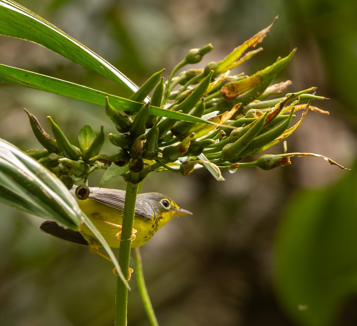 Канадская вильсония - ML646419285