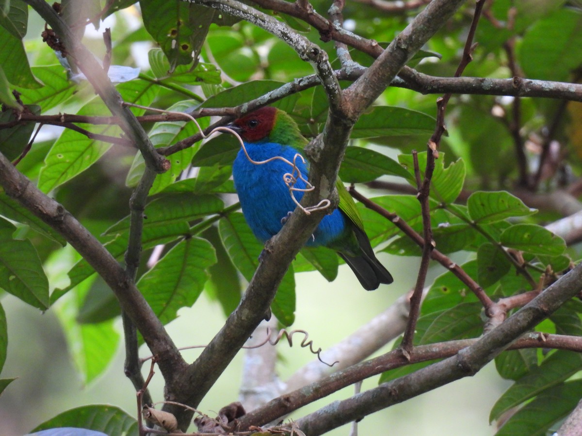 Tangara Cabecibaya - ML646419286