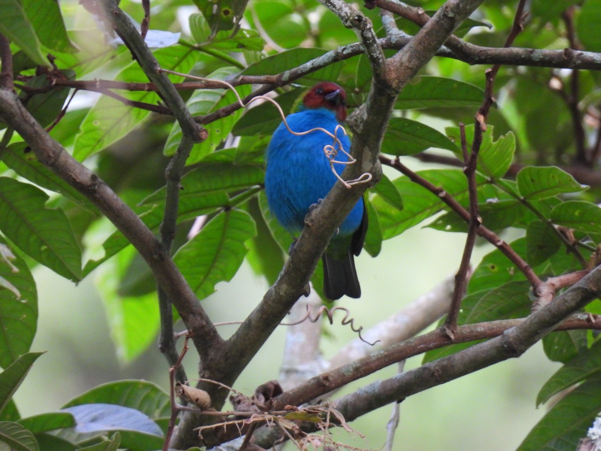 Tangara Cabecibaya - ML646419287