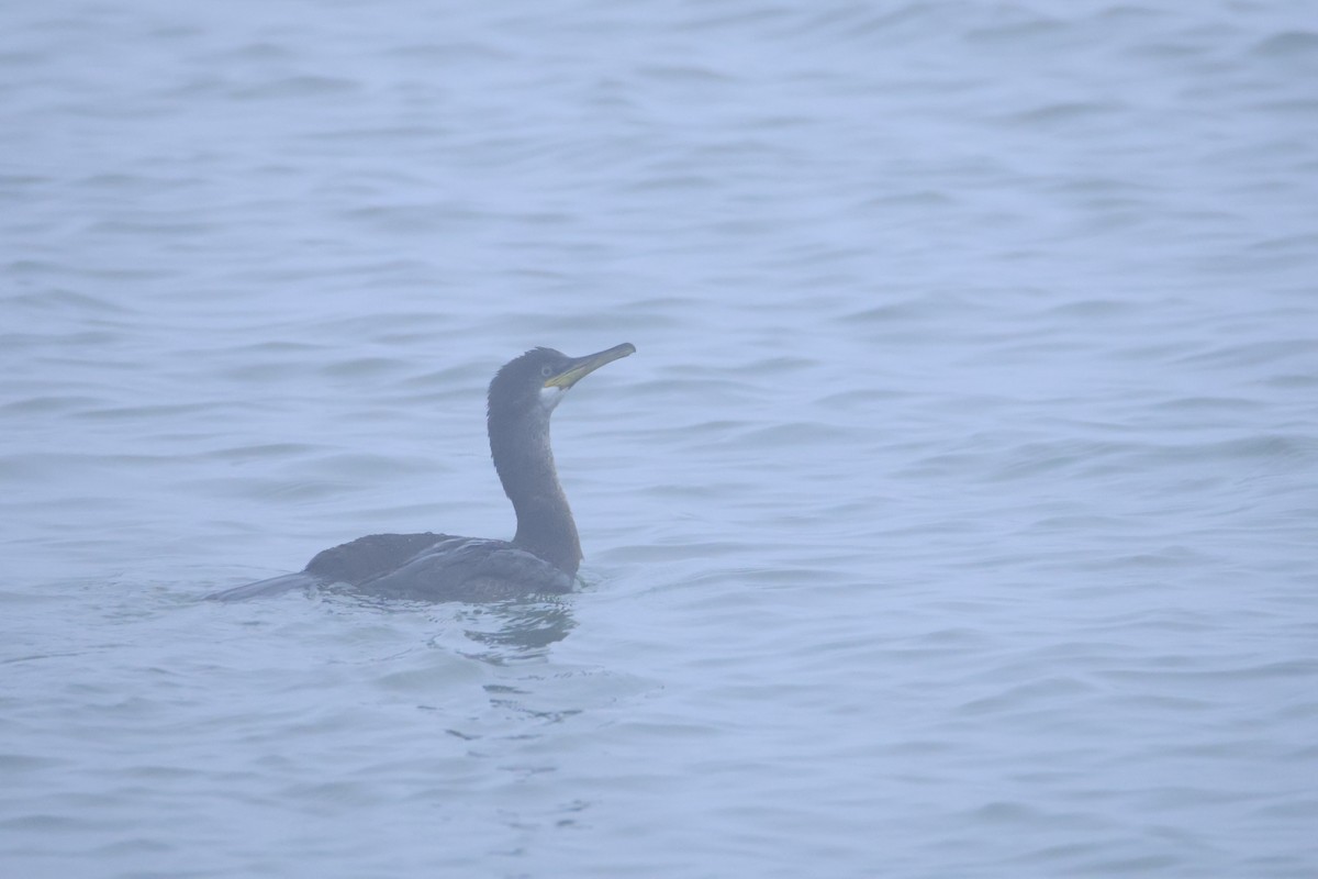 ヨーロッパヒメウ - ML646419288