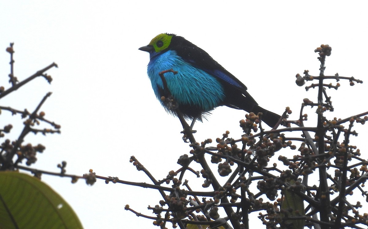 Paradise Tanager - ML646419290