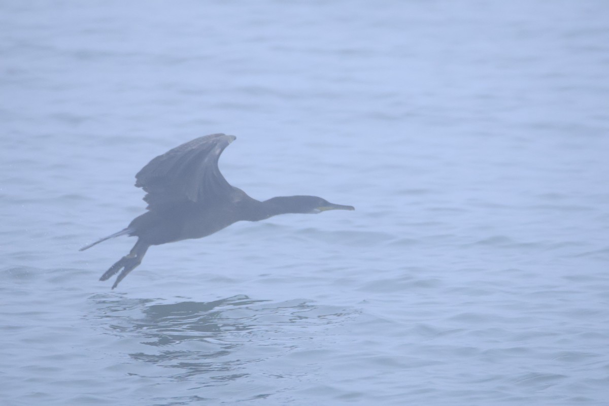 ヨーロッパヒメウ - ML646419292