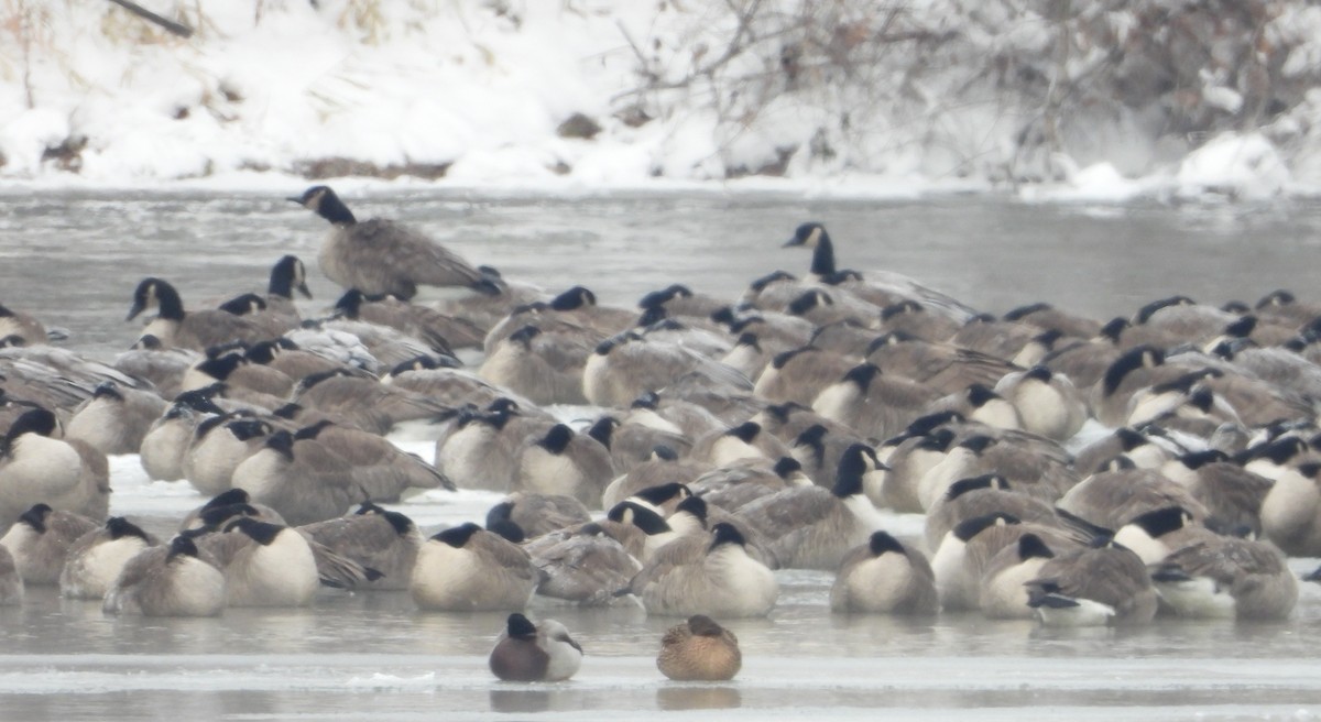 Canada Goose - ML646419295
