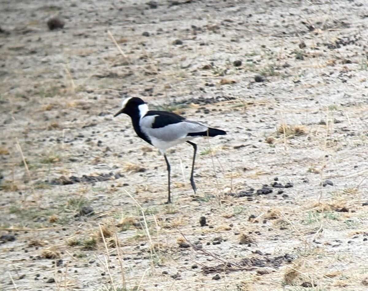 Blacksmith Lapwing - ML646419296