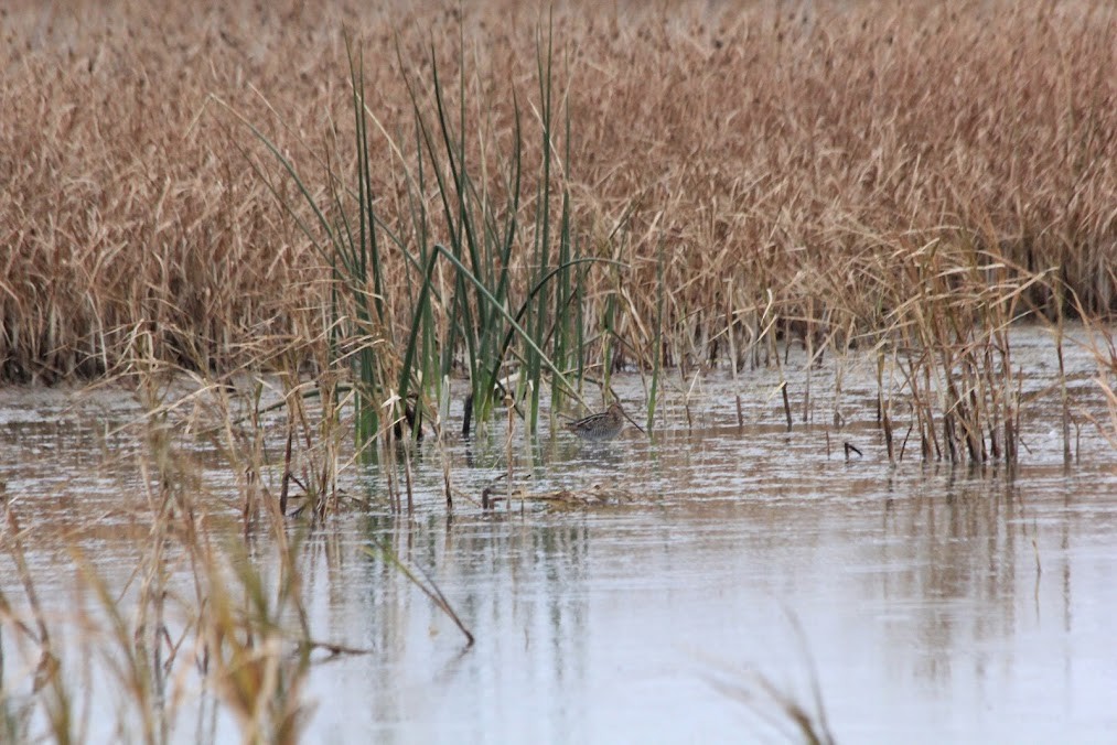 Wilson's Snipe - ML646419301