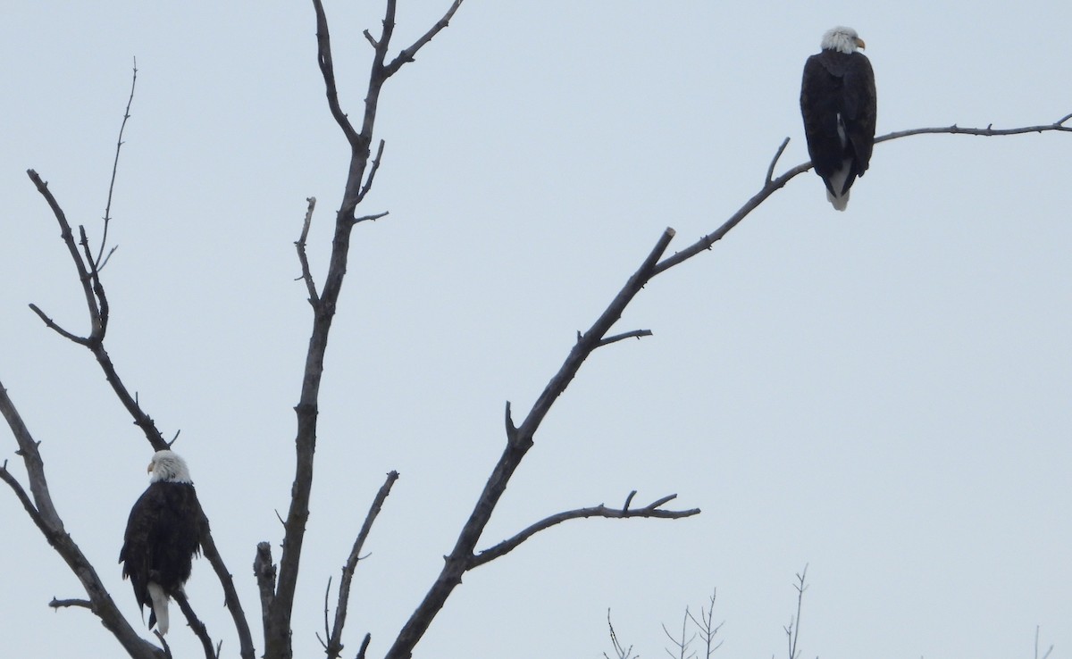 Bald Eagle - ML646419303