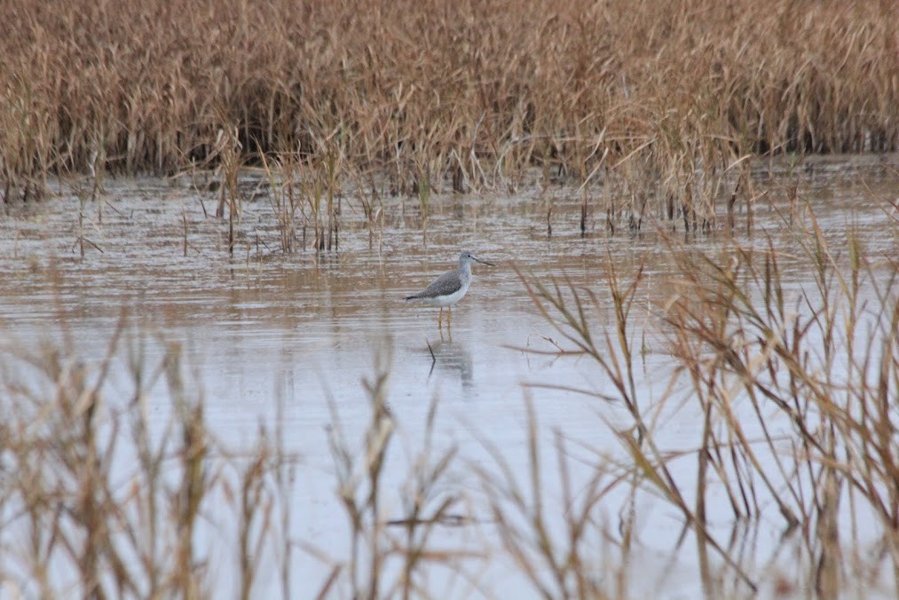 Greater Yellowlegs - ML646419304