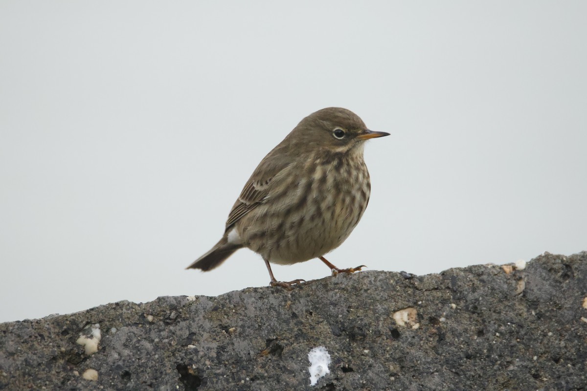 ニシヨーロッパタヒバリ - ML646419305