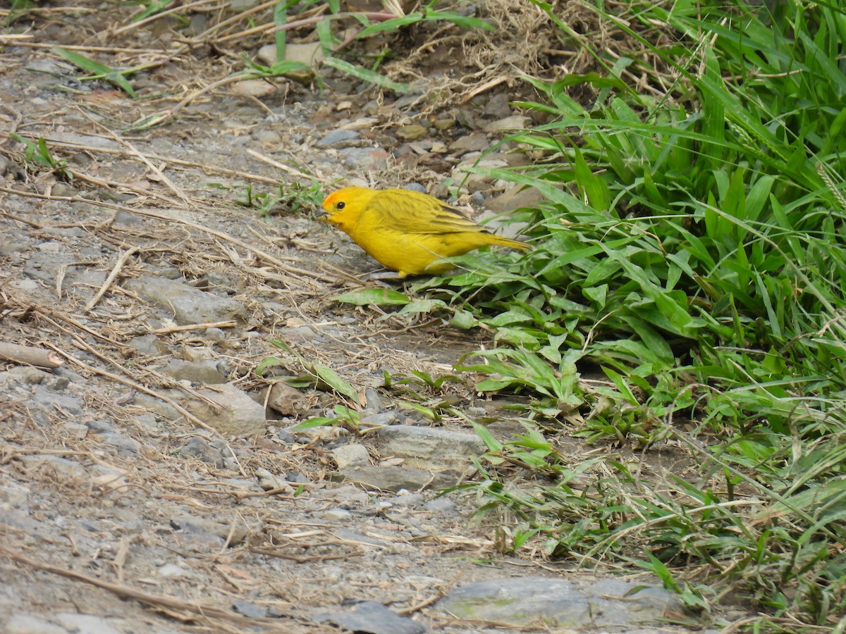 Saffron Finch - ML646419307
