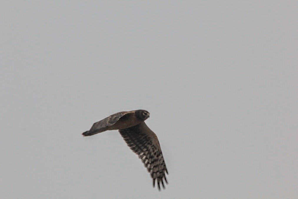 Northern Harrier - ML646419309