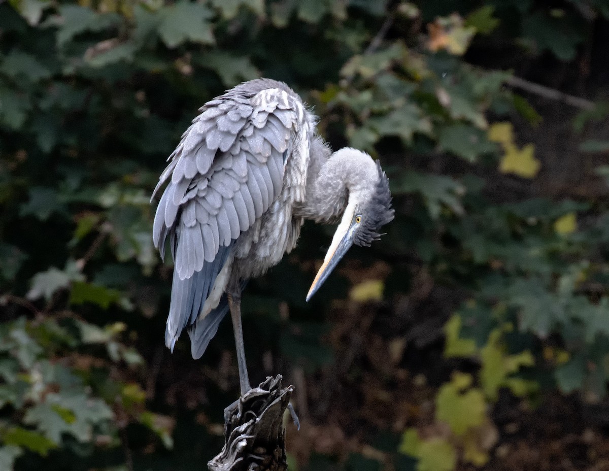 Great Blue Heron - ML646419310