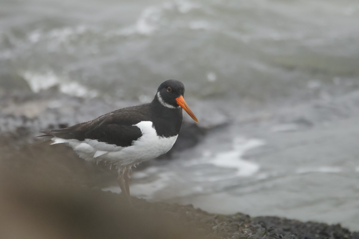 ミヤコドリ - ML646419327