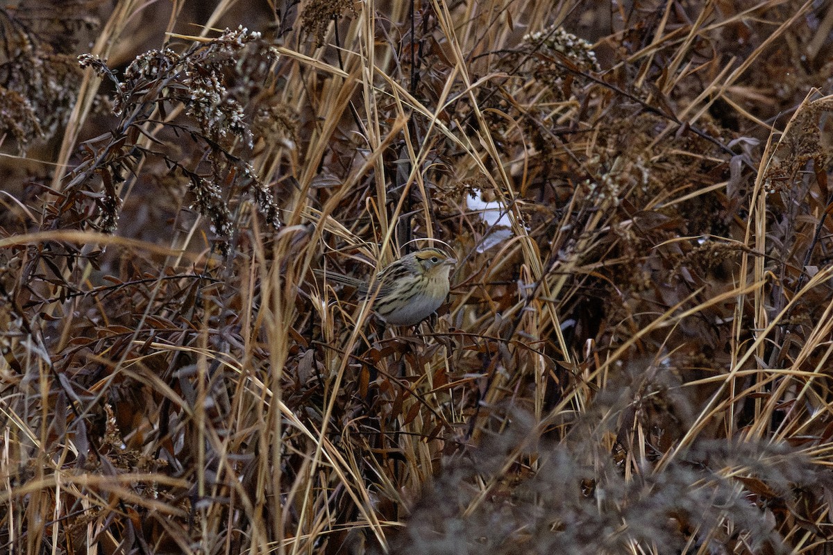LeConte's Sparrow - ML646419329