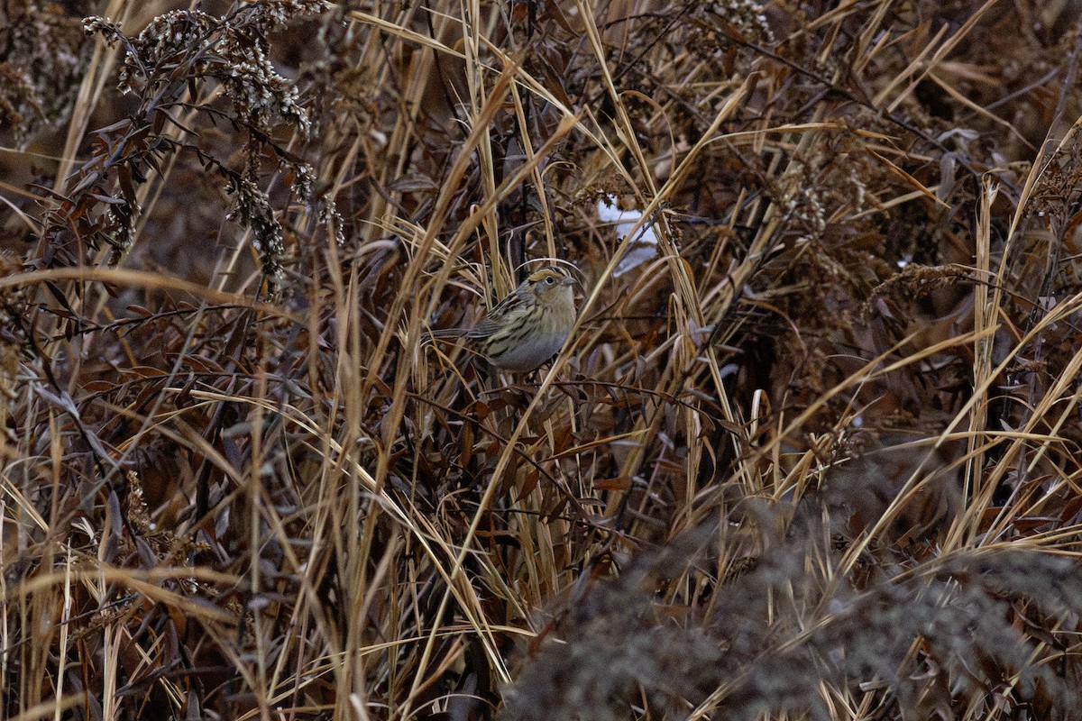 LeConte's Sparrow - ML646419330