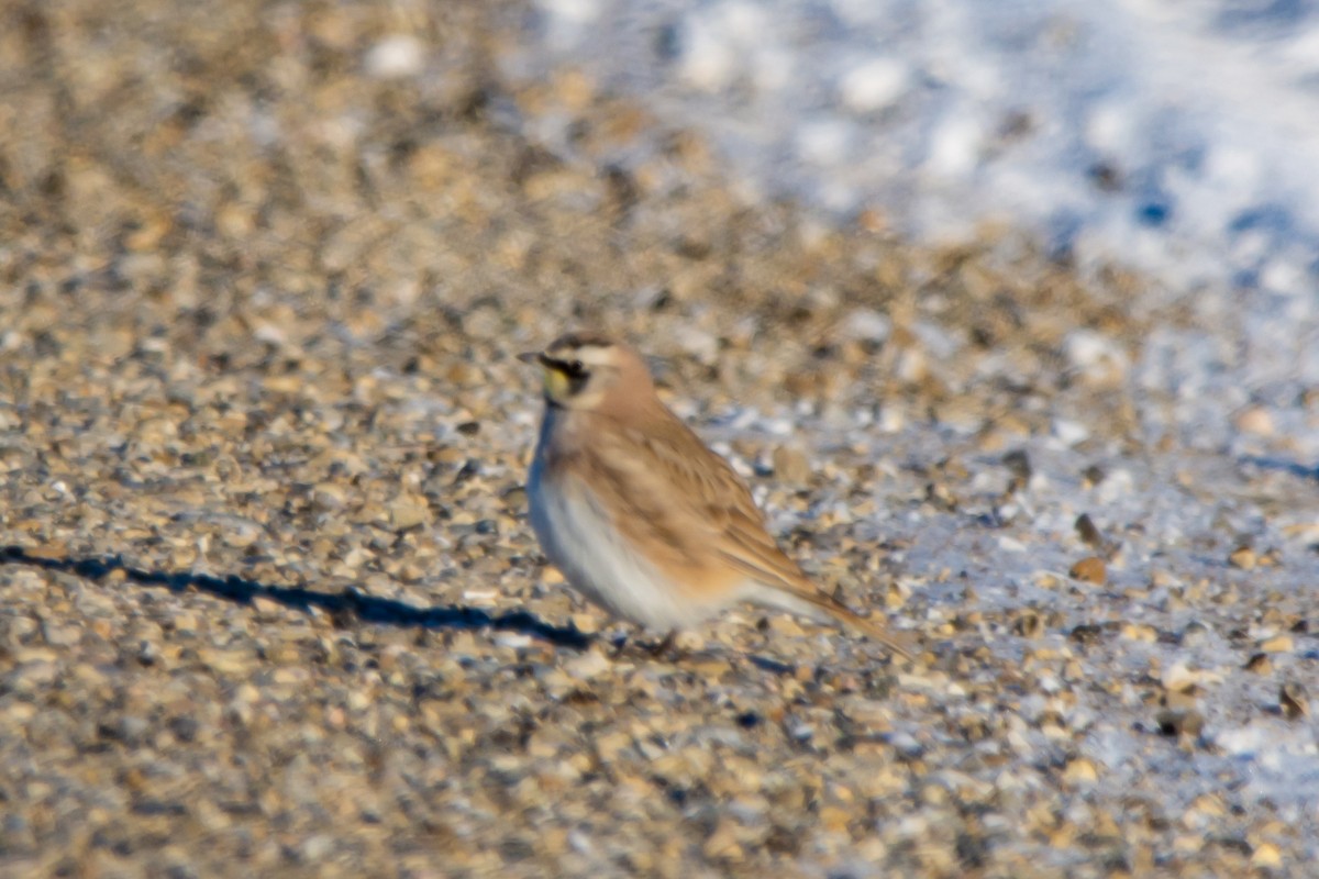 Horned Lark - ML646419338
