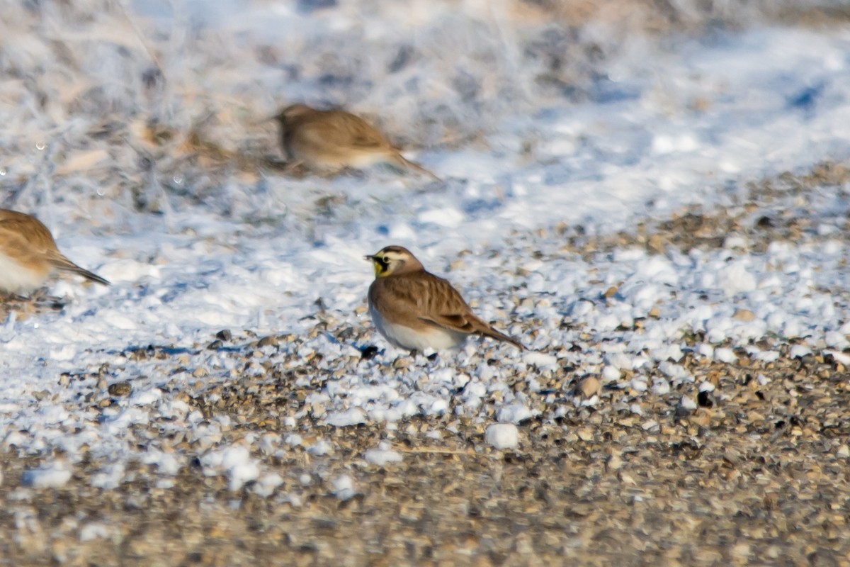 Horned Lark - ML646419339