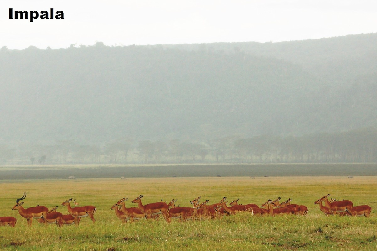 Impala - ML646419342