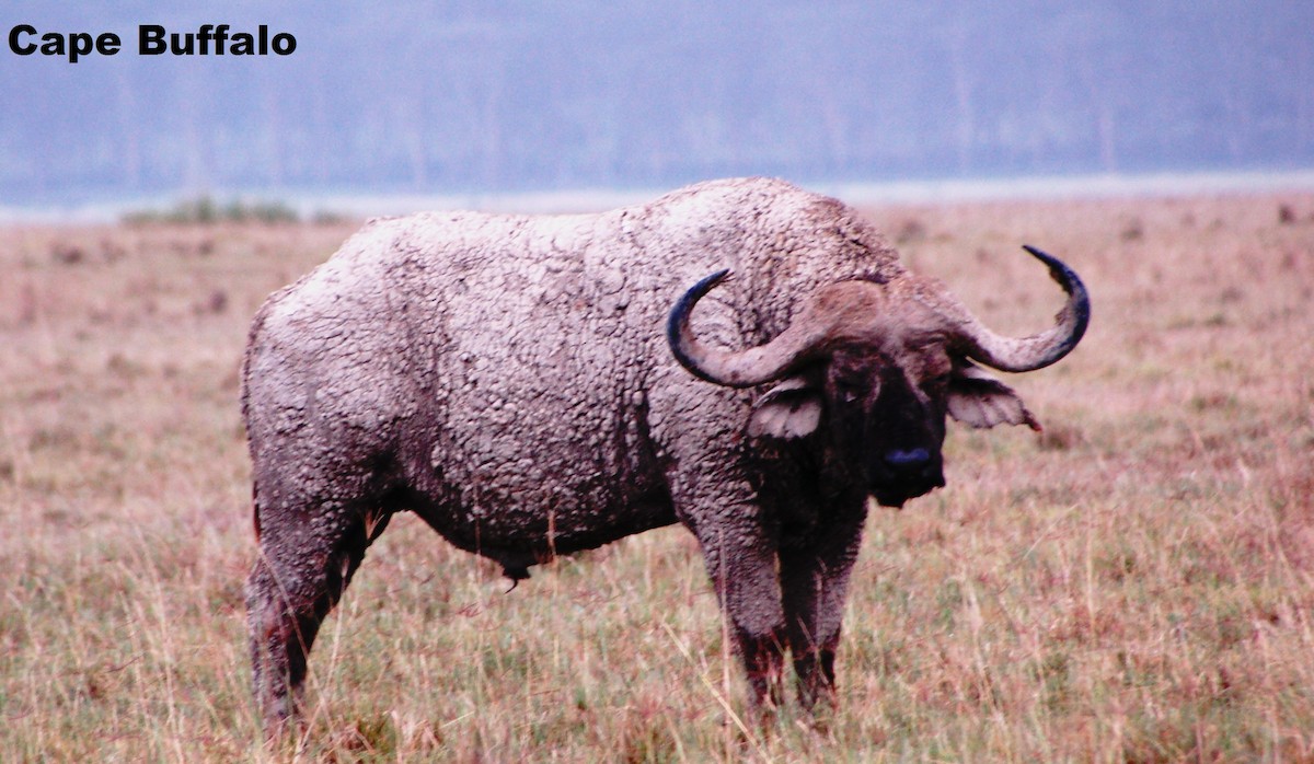 Buffle du Cap - ML646419345