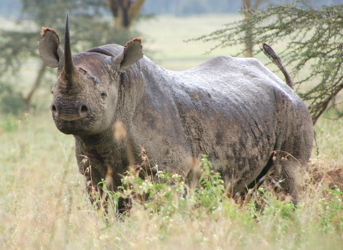 Rhinocéros noir - ML646419347
