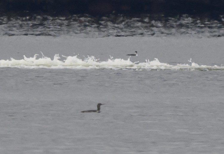 紅喉潛鳥 - ML646419348