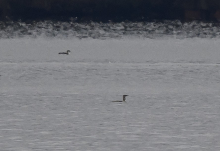 紅喉潛鳥 - ML646419349