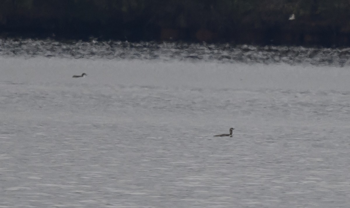 紅喉潛鳥 - ML646419351