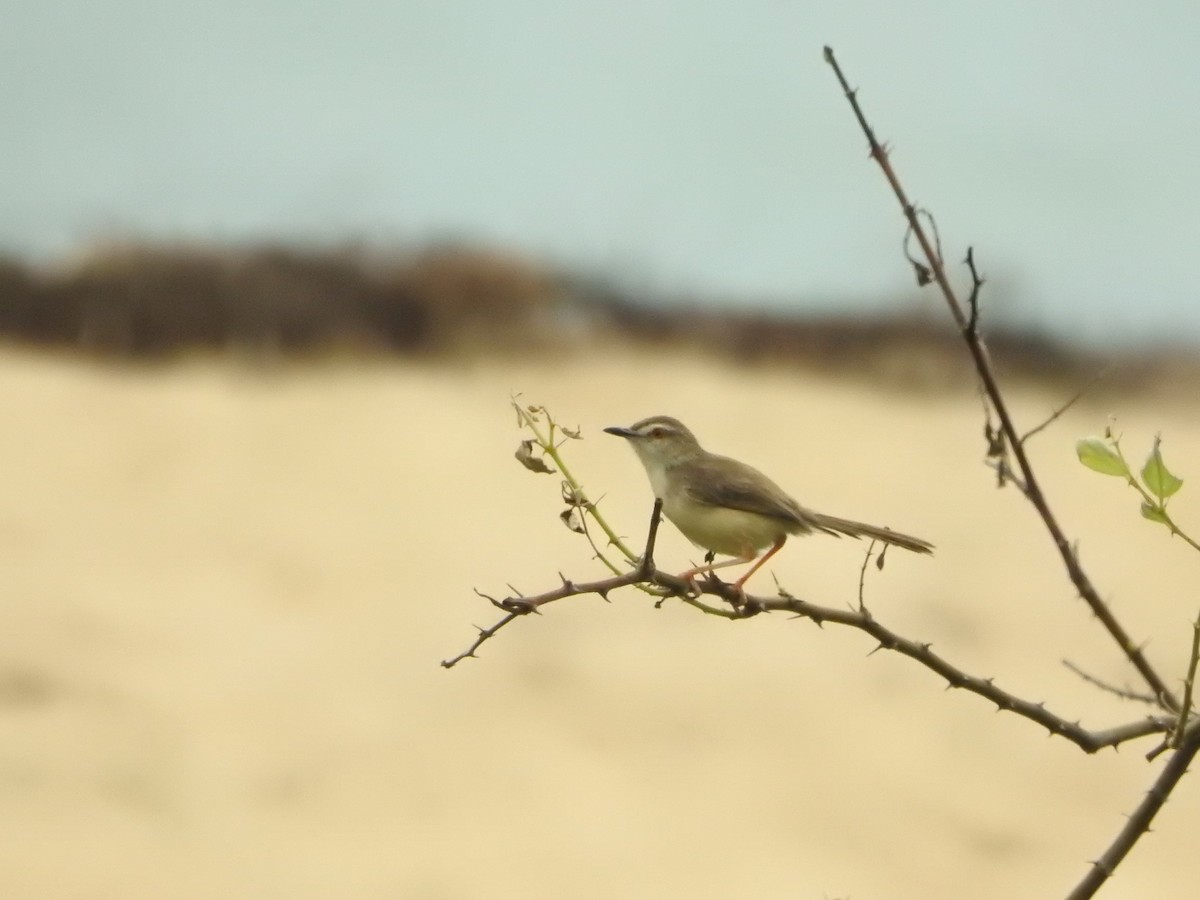 Prinia Sencilla - ML646419353