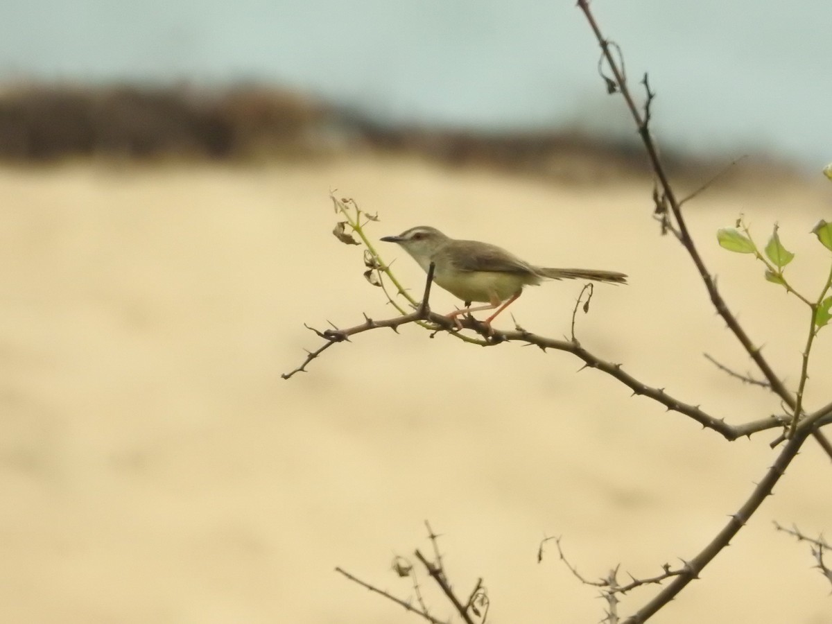 Prinia Sencilla - ML646419354