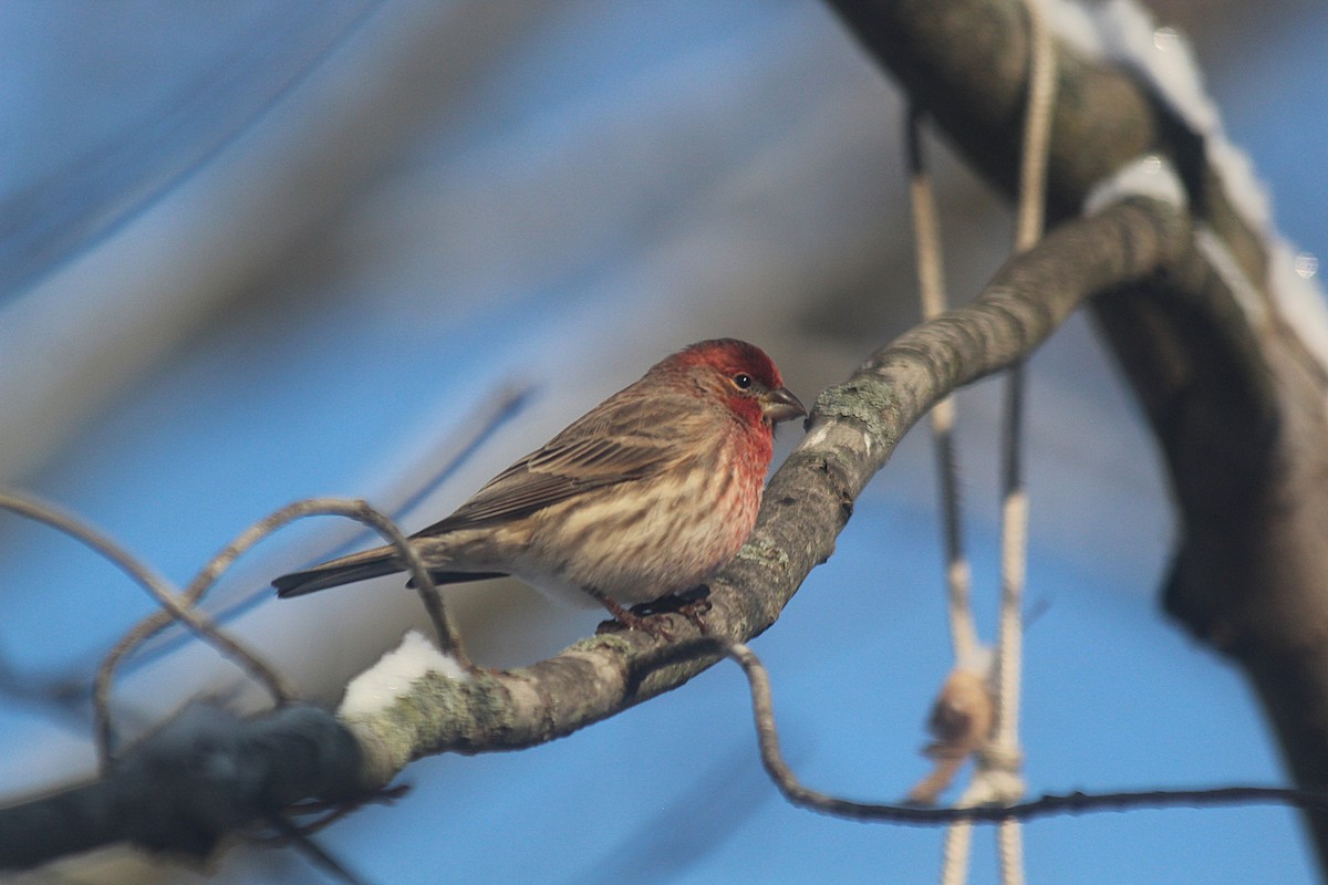House Finch - ML646419355