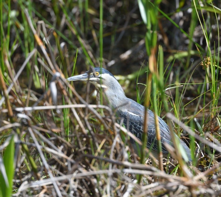 Striated Heron - ML646419356