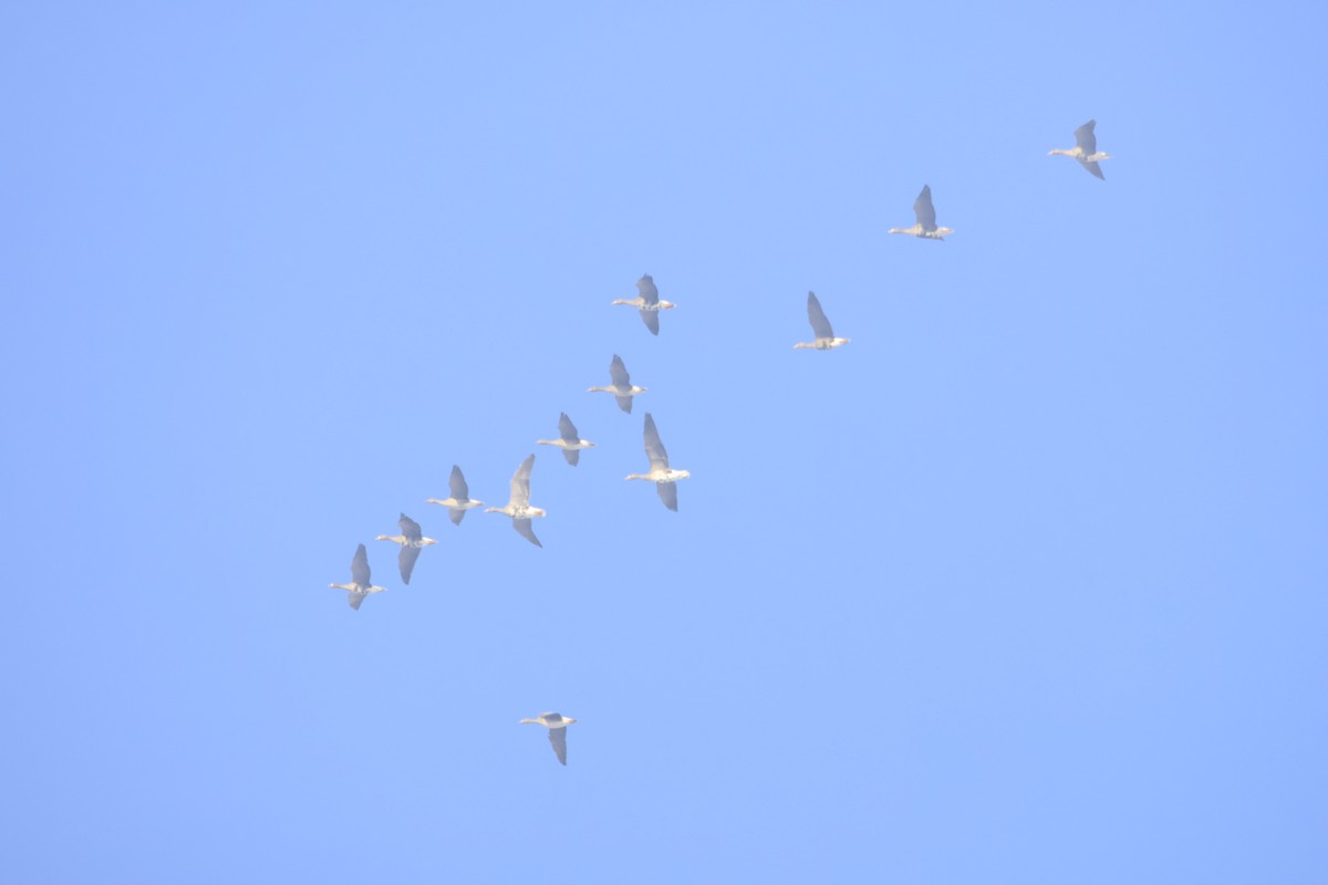 Graylag Goose - ML646419357