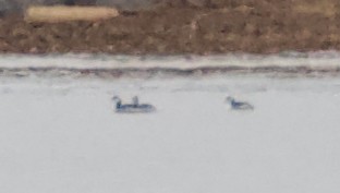 Horned Grebe - ML646419358