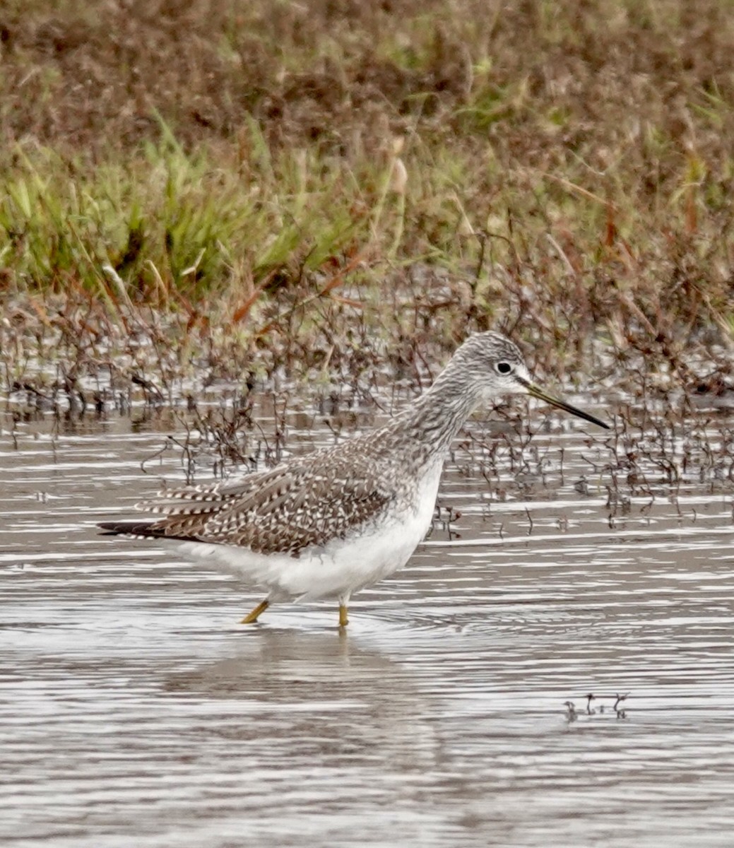 vodouš velký - ML646419359