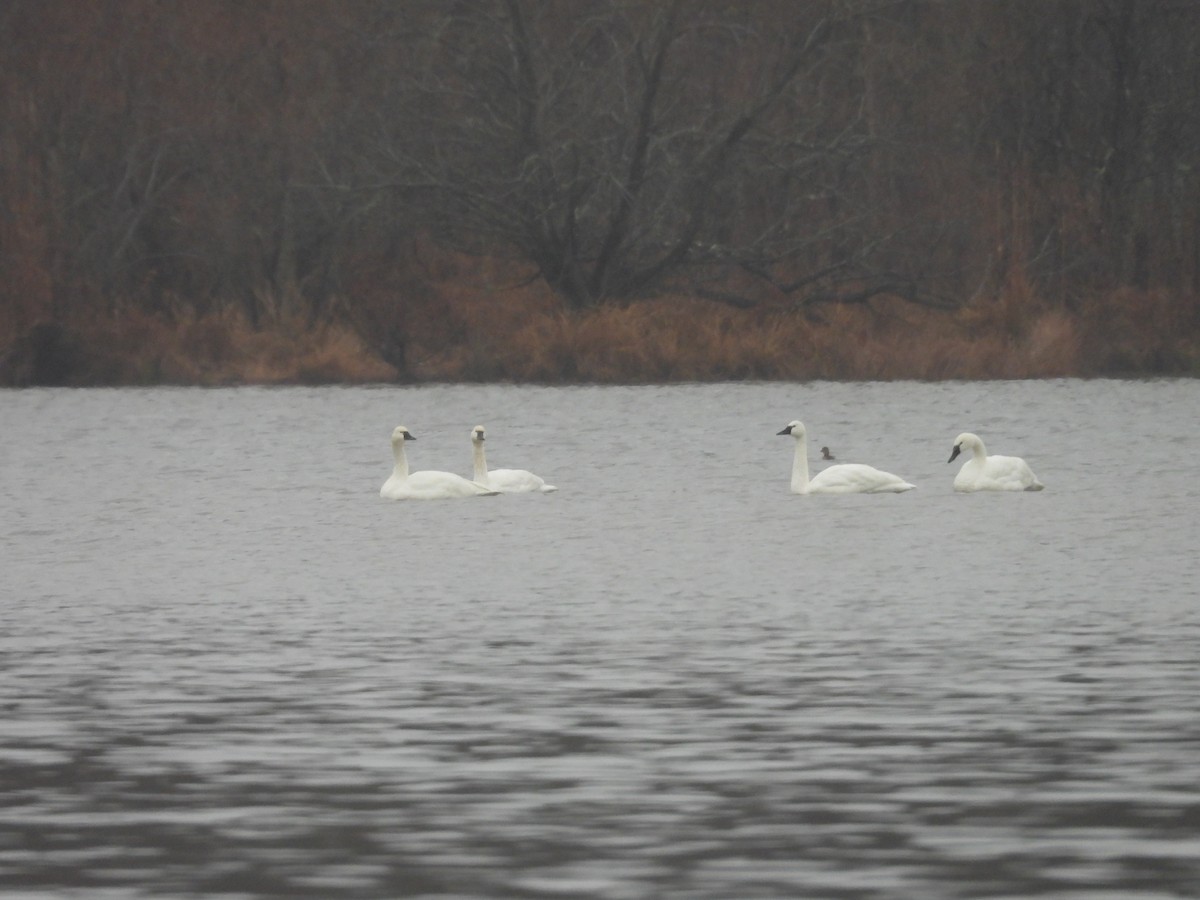 Tundra Swan - ML646419360