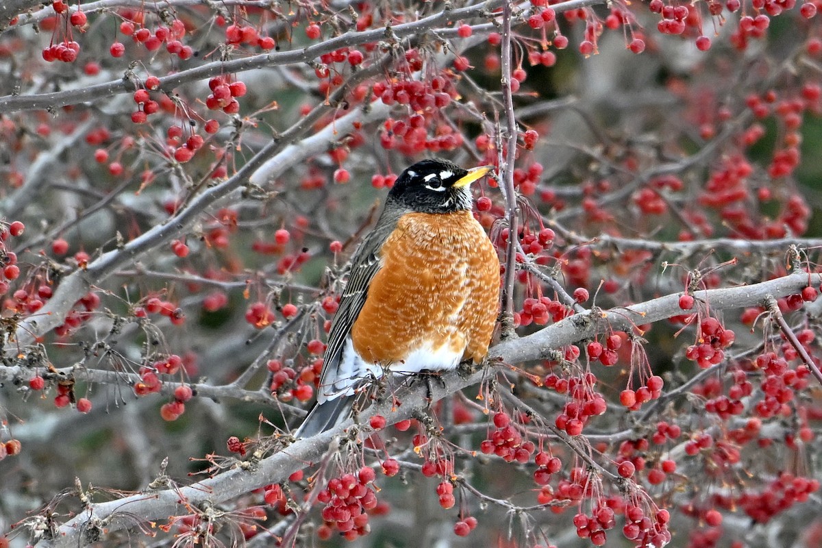 American Robin - ML646419361