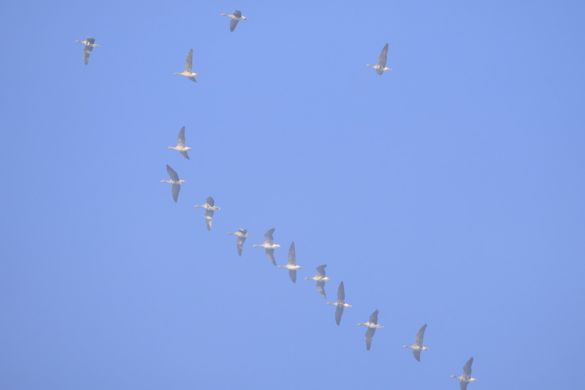 Graylag Goose - ML646419362