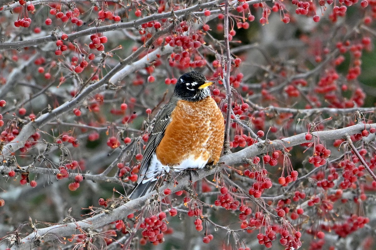 American Robin - ML646419363