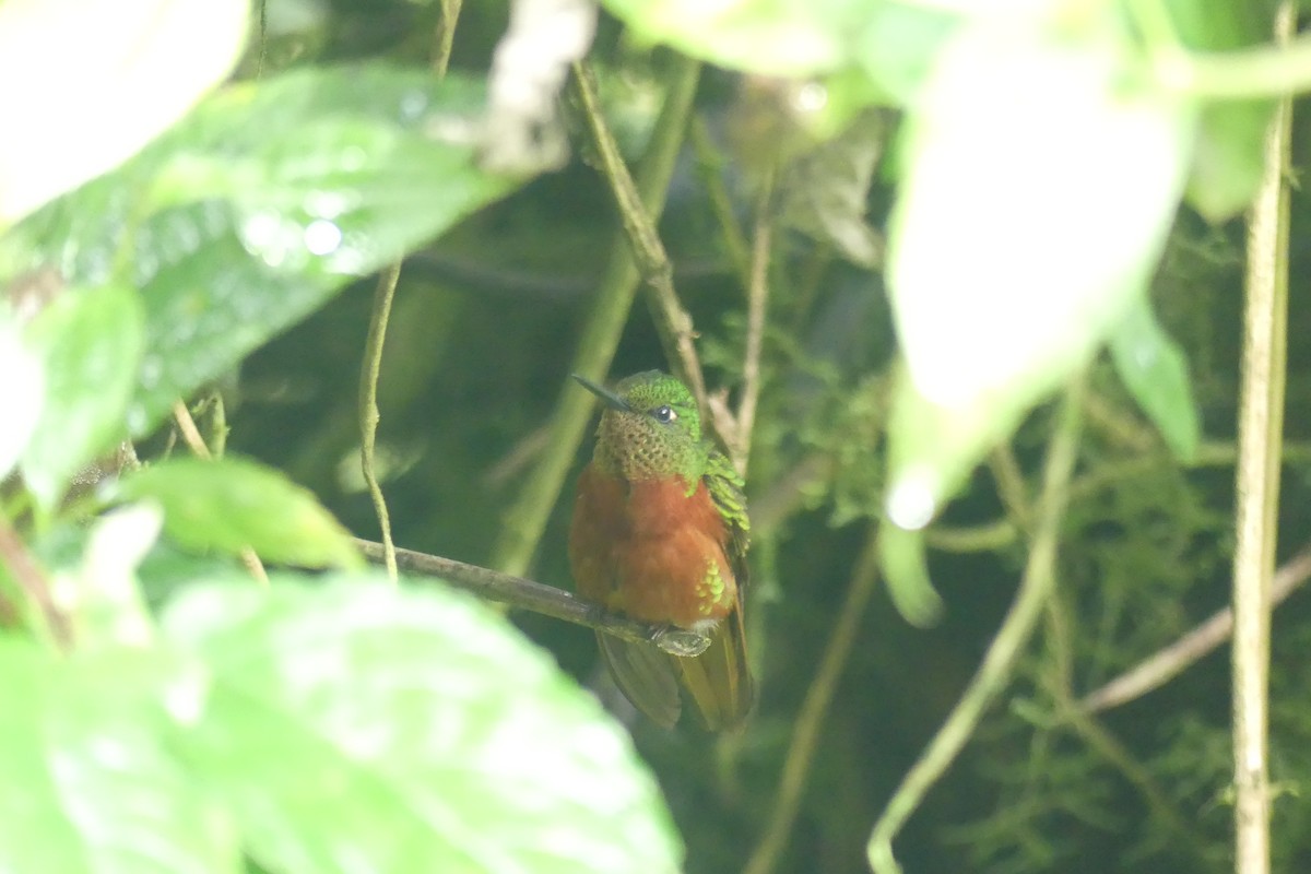 Chestnut-breasted Coronet - ML646419364