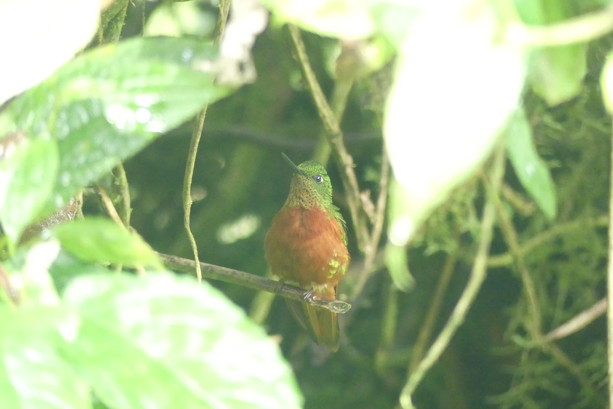 Chestnut-breasted Coronet - ML646419365