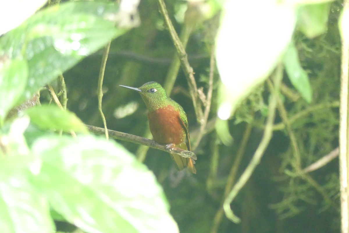 Chestnut-breasted Coronet - ML646419366