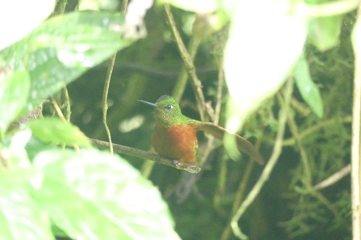 Chestnut-breasted Coronet - ML646419367